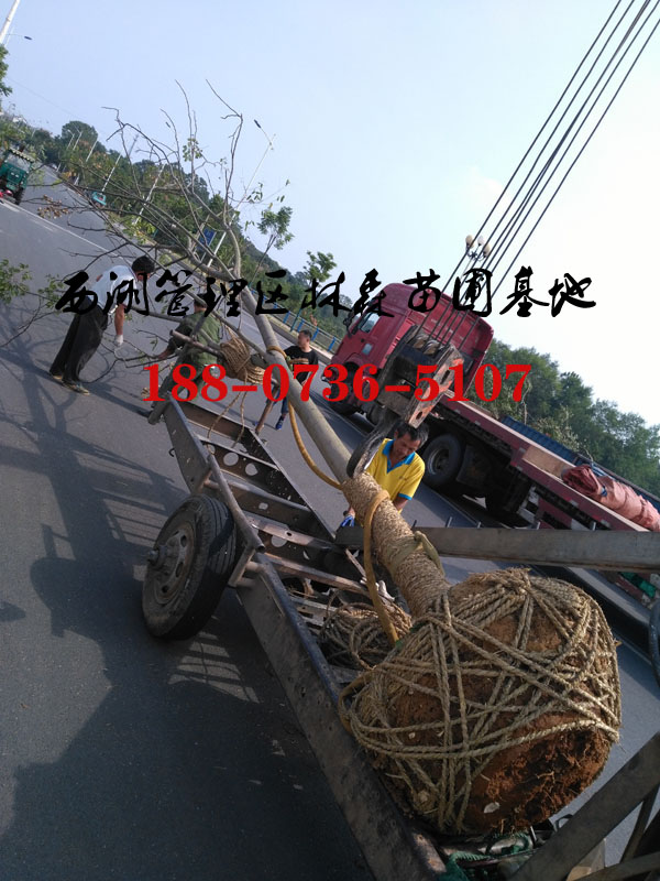 栾树6