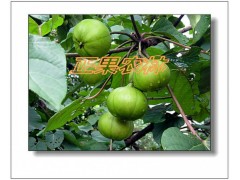 专业供应精选三年桐种子-融安正果农林图3