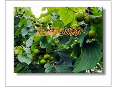 专业供应精选三年桐种子-融安正果农林图7