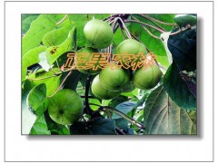 专业供应精选三年桐种子-融安正果农林图8