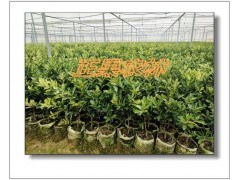 融安苗圃直供一级脆蜜金柑苗-融安正果农林图8
