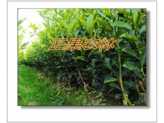 融安苗圃直供一级脆蜜金柑苗-融安正果农林图6