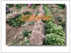 融安苗圃直供一级脆蜜金柑苗-融安正果农林图7