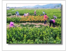 融安苗圃直供一级脆蜜金柑苗-融安正果农林图9