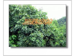 产地直发新产油桐种子-融安正果农林图8