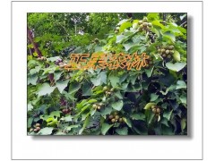 产地直发新产油桐种子-融安正果农林图7