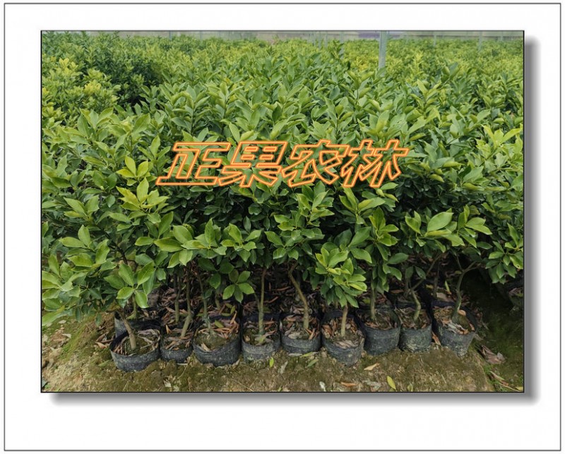 脆蜜金桔 (20)
