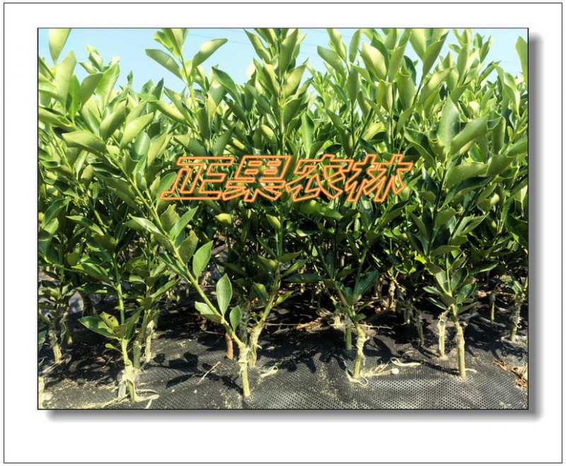 脆蜜金桔 (26)