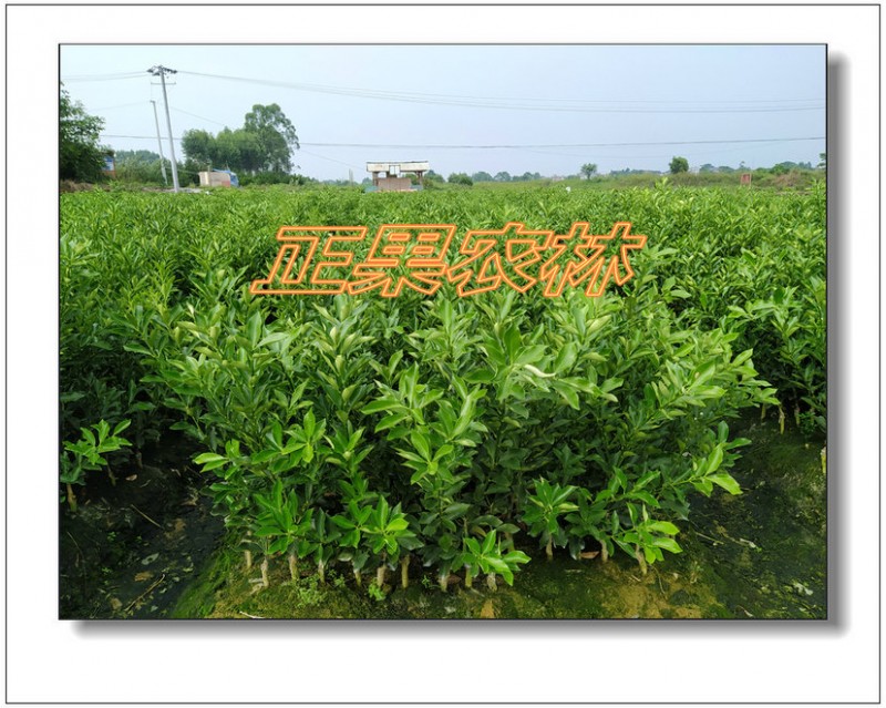 脆蜜金桔 (25)