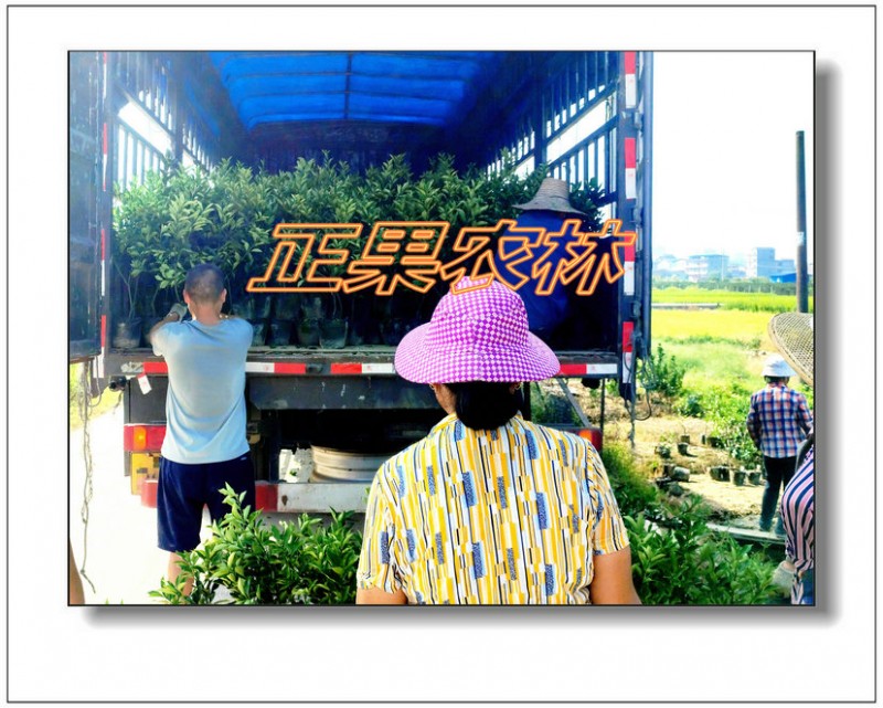 脆蜜金桔 (15)