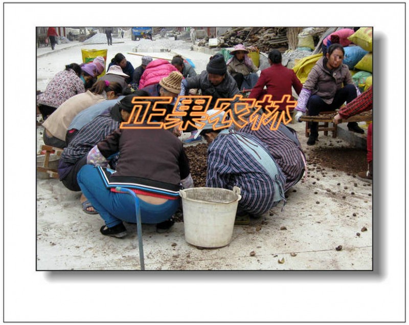 千年桐  (10)