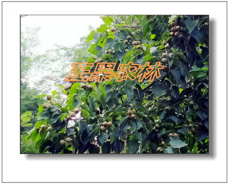 千年桐  (15)