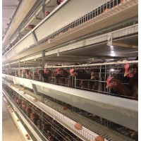 鸡笼厂供应全自动蛋鸡笼，肉鸡笼，育雏笼养鸡设备笼具