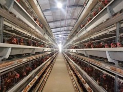 鸡笼厂供应全自动蛋鸡笼，肉鸡笼，育雏笼养鸡设备笼具图2