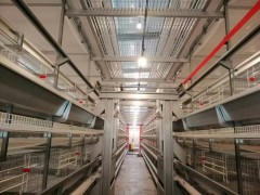 河南鸡笼厂批发层叠蛋鸡笼全自动清粪机蛋鸡笼厂家图3