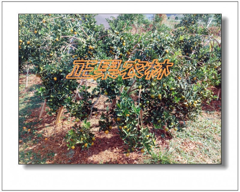 脆蜜金桔 (13)