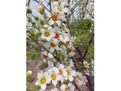林昱宏文冠果花  文冠果花图2