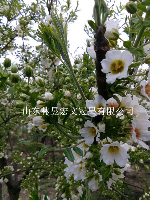 文冠果花4