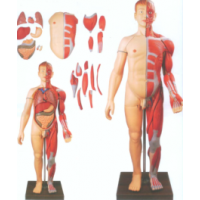 KAY/A10001人体全身层次肌肉附内脏模型-上海康谊公司