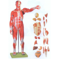 KAY-A11301/2人体全身肌肉附内脏模型(自然大)