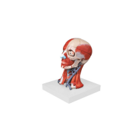KAY-A18211头颈部肌肉、血管附脑模型人体解剖模型