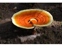 2023年人工灵芝种植，你种植我回收，安全又放心图2