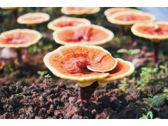 2023年人工灵芝种植，你种植我回收，安全又放心图3